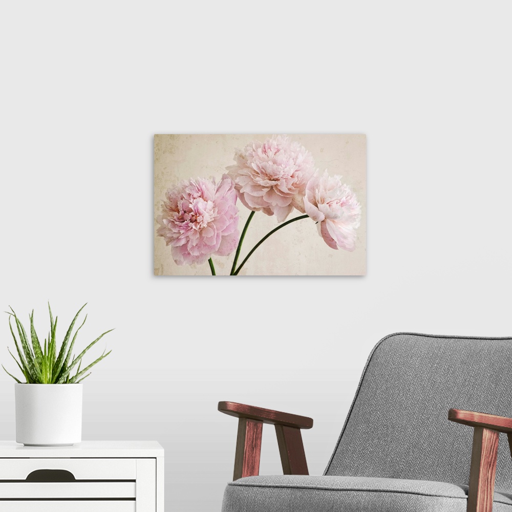 A modern room featuring 3 Pink Peonies on Light Brown