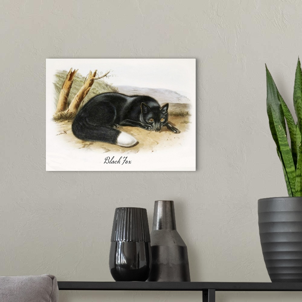 A modern room featuring Vintage scientific illustration of a black fox.