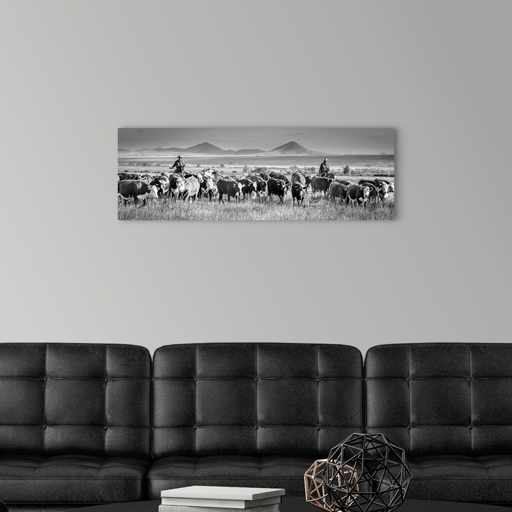 A modern room featuring Black and white panoramic photograph of two cowboys herding cattle.