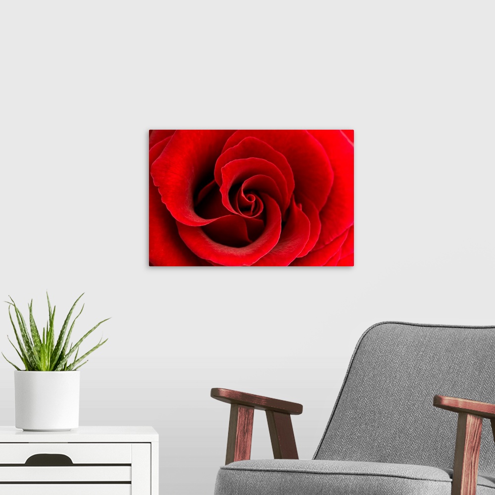 A modern room featuring Red Rose 03