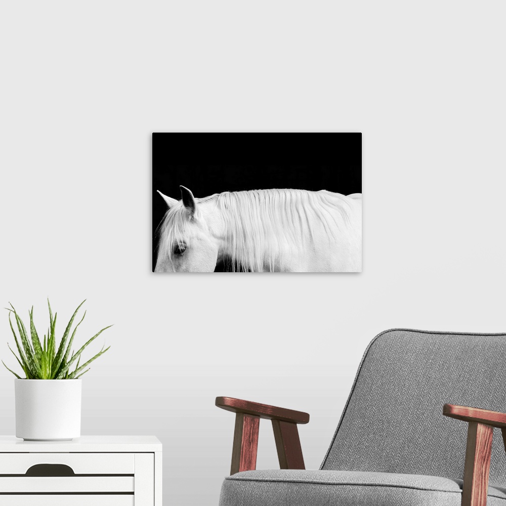A modern room featuring Black and white photograph of a white stallion with a flowing mane against a black background.