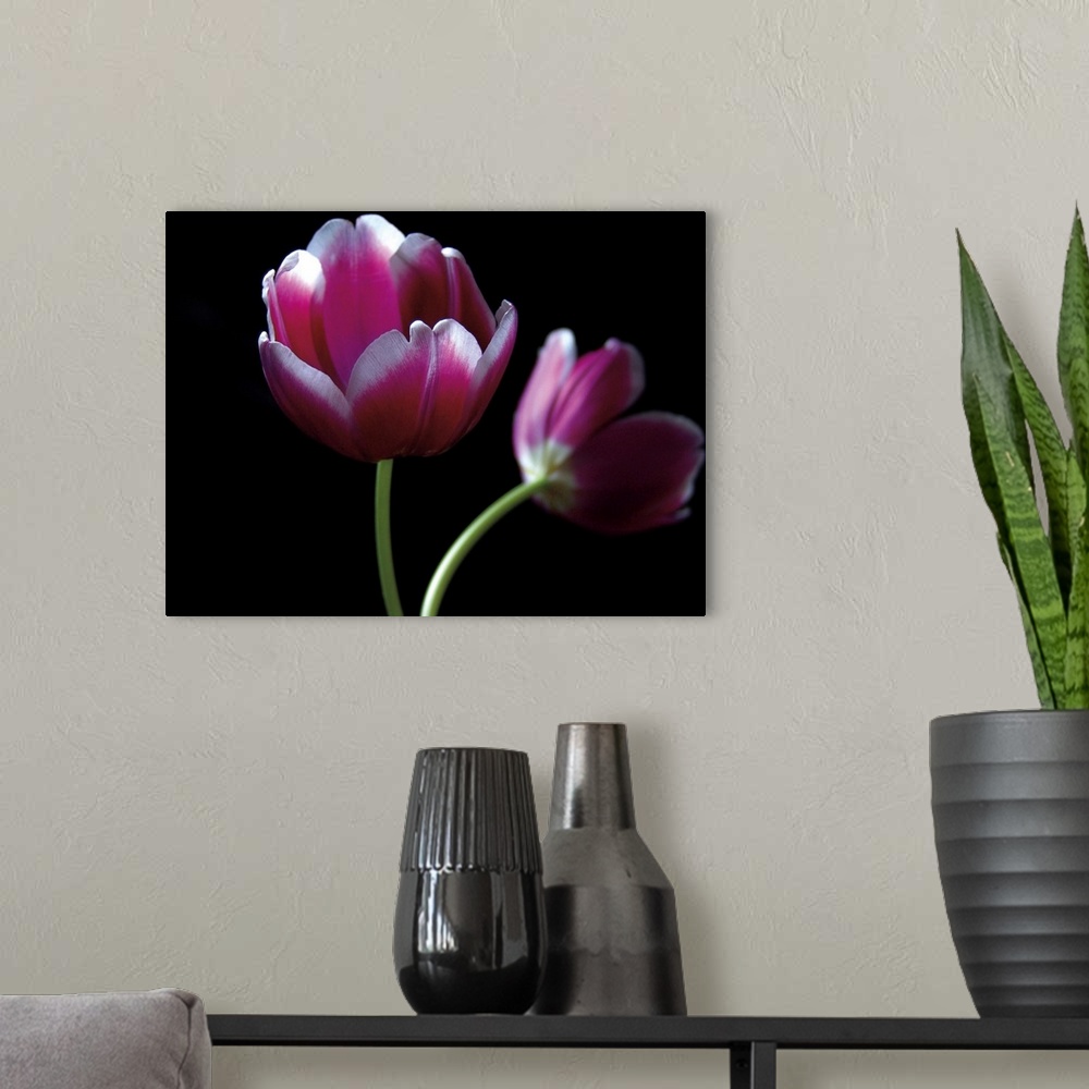 A modern room featuring Photograph of two purple tulips against a black backdrop.