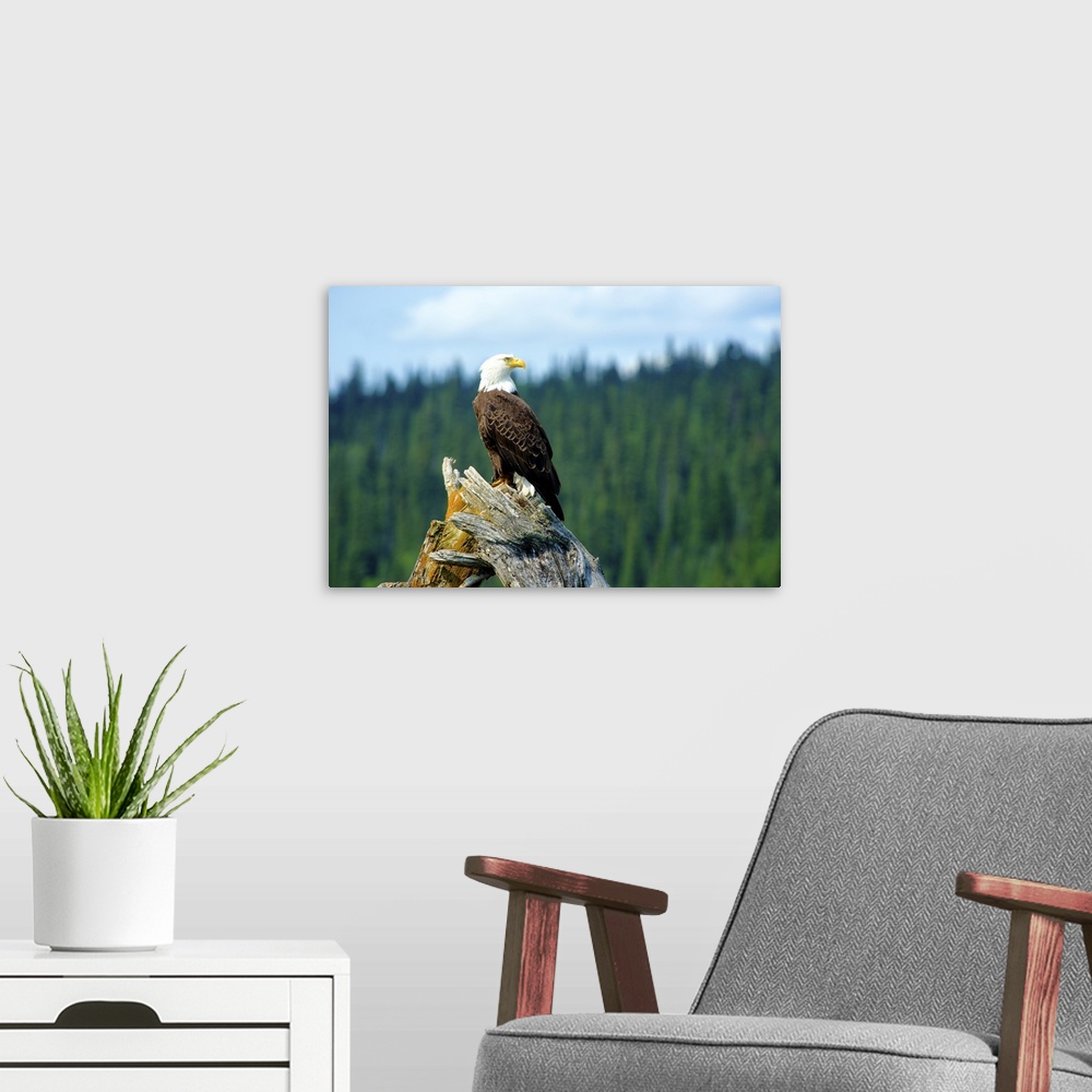 A modern room featuring A bald eagle perching on a dead tree scans the marsh of Bowron Lake in Bowron Lake Provincial Par...