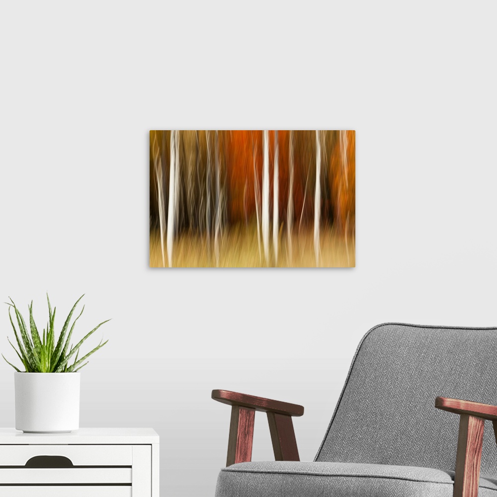 A modern room featuring Abstract impression of birch trees in Autumn foliage, Wisconsin.