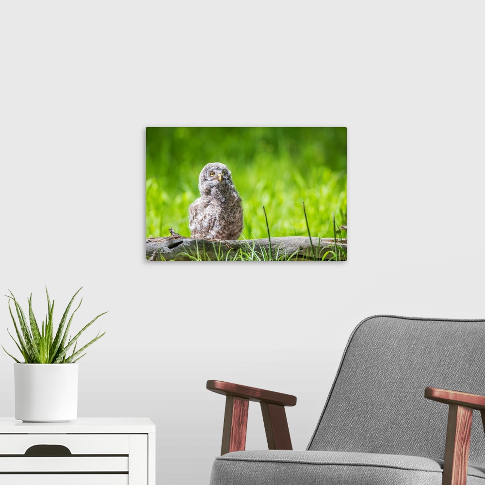 A modern room featuring USA, Wyoming, Grand Teton National Park, Great Gray Owl Fledgling sitting on log in grasses.