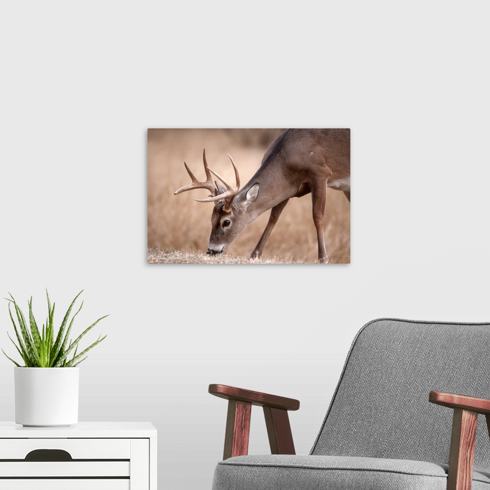 A modern room featuring A male whitetail deer grazes in a meadow of dry grass in the fall.