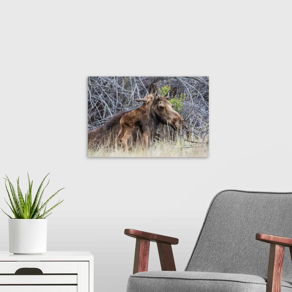 A modern room featuring USA, Wyoming, Sublette County, a newborn moose calf nuzzles it's mother in a willow patch in May.