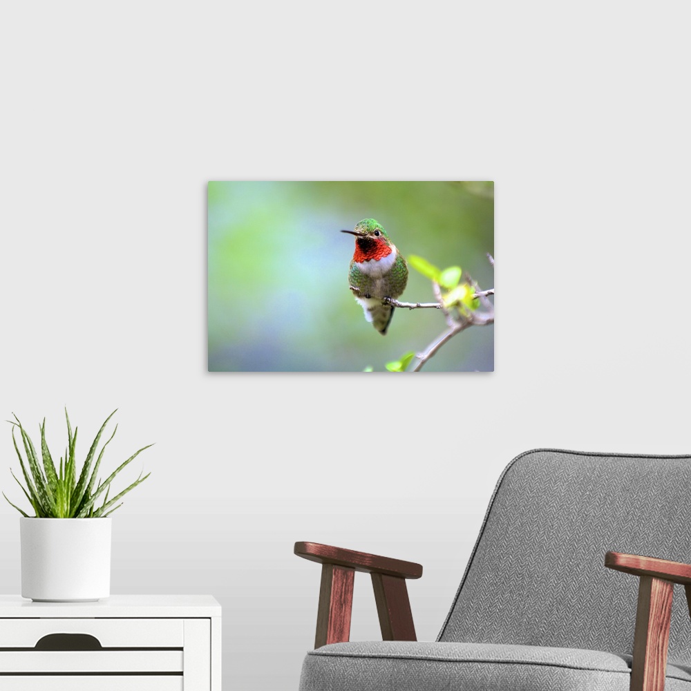 A modern room featuring A Ruby-throated Hummingbird (Archilochus colubris), one of the most common of the hummers.