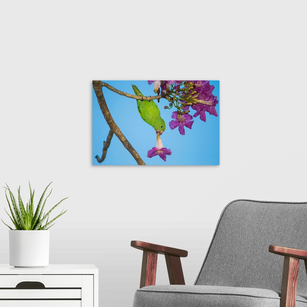 A modern room featuring South America. Brazil. A yellow-chevroned parakeet (Brotogeris chiriri) harvesting the blossoms o...