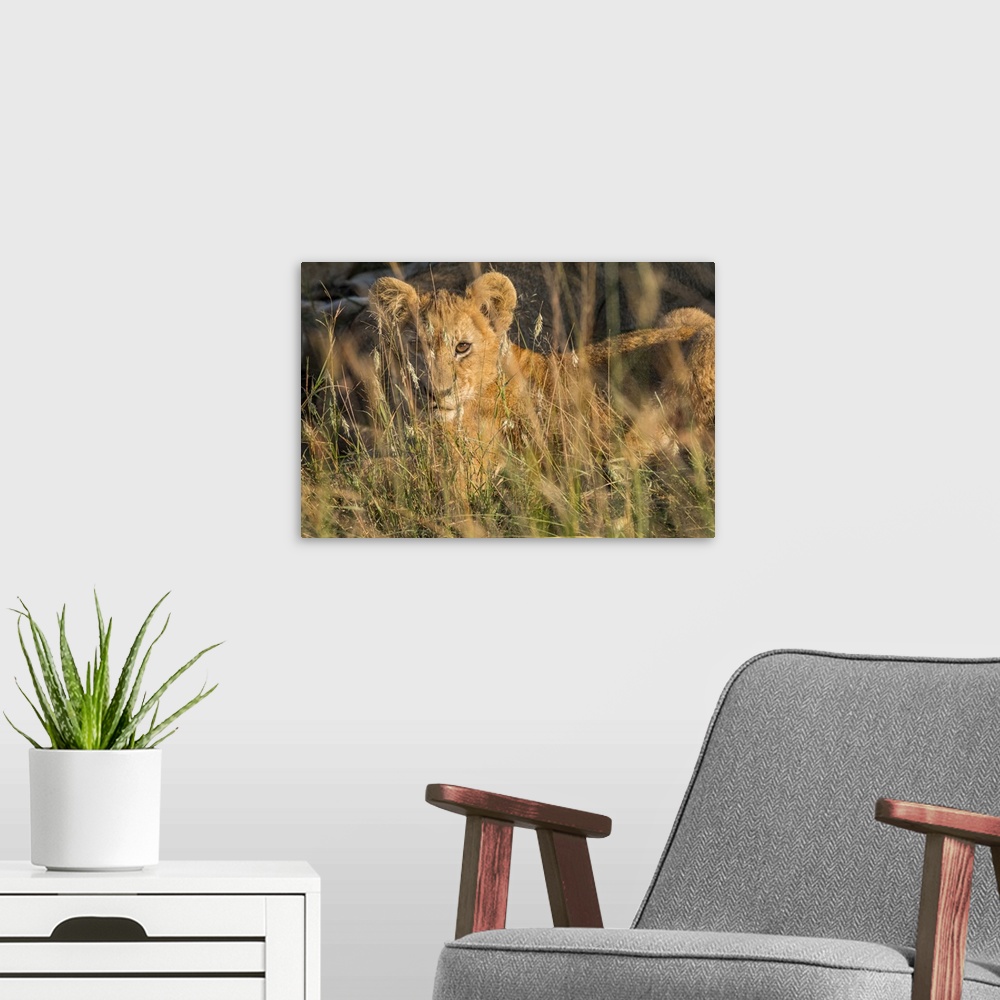 A modern room featuring Africa, Kenya, Masai Mara National Reserve. African Lion (Panthera leo) female with cubs.