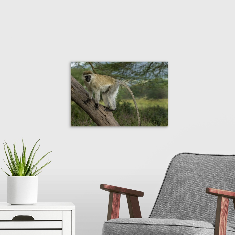A modern room featuring Africa, Kenya, Masai Mara National Reserve. Vervet monkey on tree.