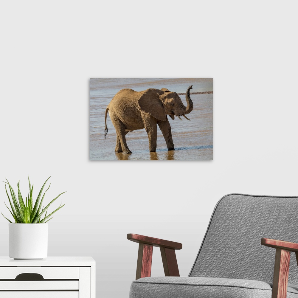 A modern room featuring Africa, Kenya, Samburu, Ewaso Ng'iro River, African elephant (Loxodonta africana).