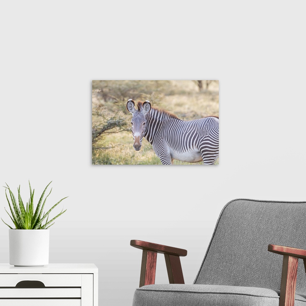 A modern room featuring Africa, Kenya, Samburu National Game Reserve and Park, Grevy's Zebra (equus Grevyi).