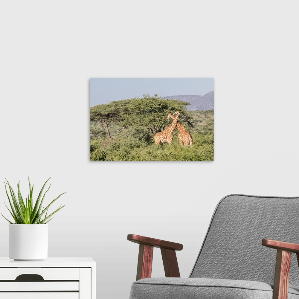 A modern room featuring Africa, Kenya, Samburu National Park, Reticulated Giraffes (giraffa Camelopardalis Reticulata). A...