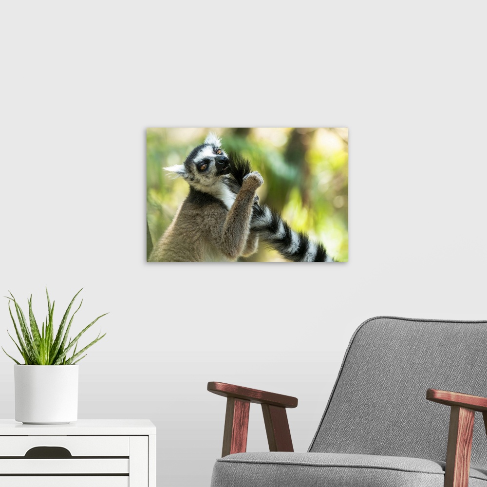A modern room featuring Africa, Madagascar, Isalo National Park. Ring-tailed lemur grooms another lemur's tail.