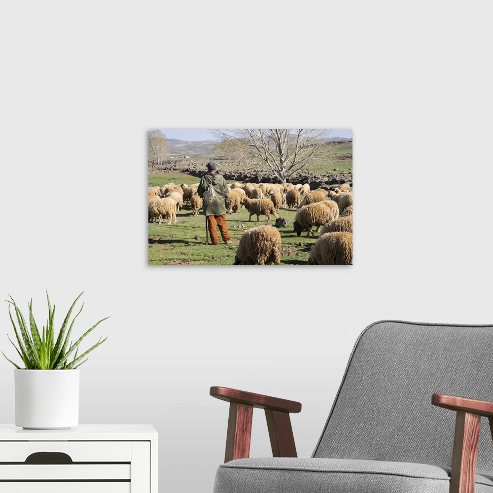 A modern room featuring Africa, Morocco,. A man tends his flock of sheep in the High Atlas mountains.