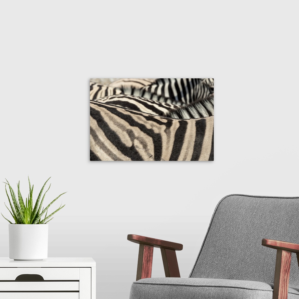 A modern room featuring Africa, Namibia, Etosha National Park. Close-up of  zebras.