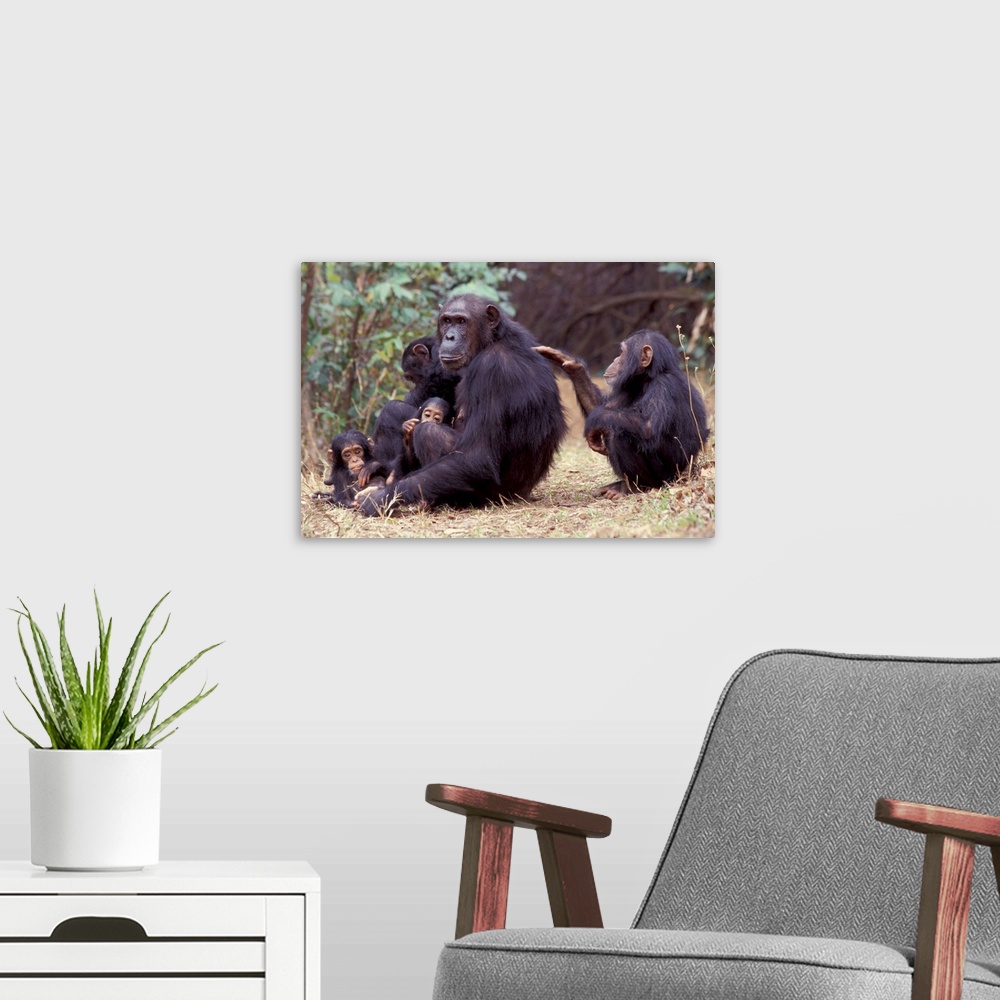 A modern room featuring Africa, Tanzania, Gombe NP Infant female chimpanzee (Pan troglodytes) grooms her mother.