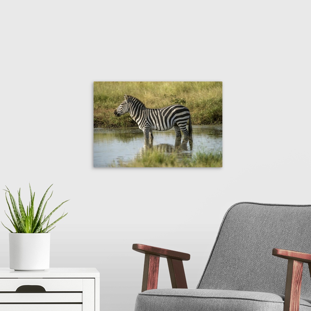 A modern room featuring Africa, Tanzania, Zebra