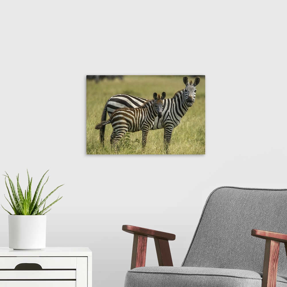A modern room featuring Africa, Tanzania, Zebra