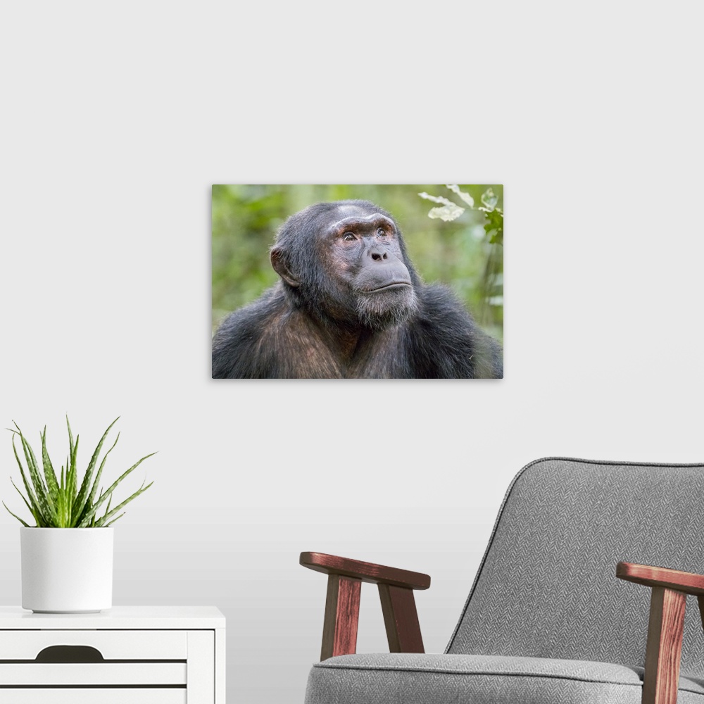 A modern room featuring Africa, Uganda, Kibale Forest National Park. Chimpanzee (Pan troglodytes) in forest. Head-shot, f...
