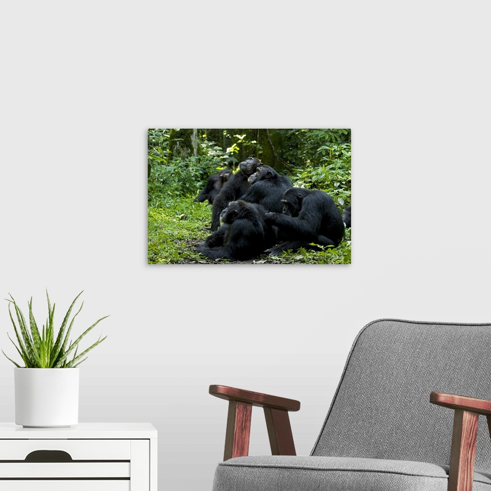 A modern room featuring Africa, Uganda, Kibale National Park, Ngogo Chimpanzee Project.  Chimpanzee males are attracted t...