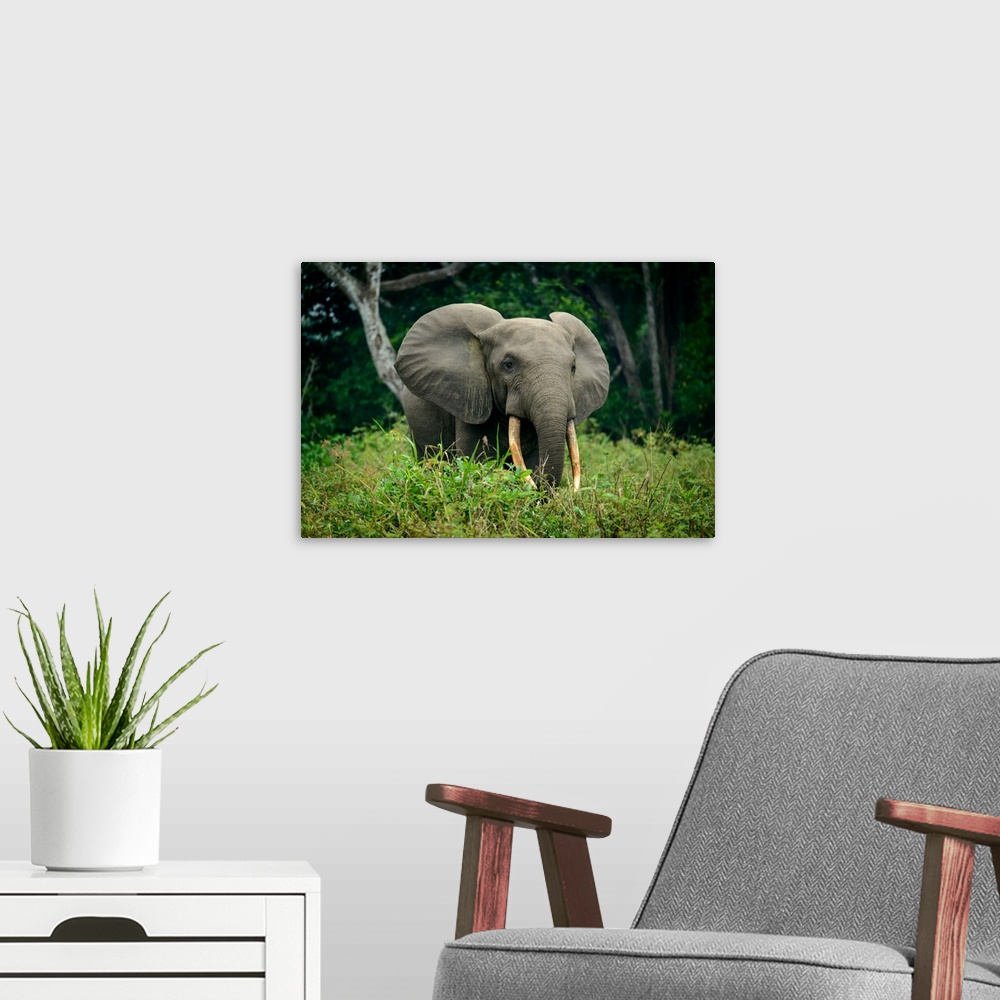 A modern room featuring African forest elephant (Loxodonta cyclotis). Odzala-Kokoua National Park. Cuvette-Ouest Region. ...