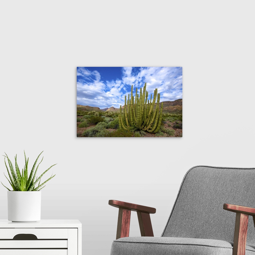 A modern room featuring Organ Pipe Cactus National Monument: Ajo Mountain Drive winds through the desert forest of Saguar...