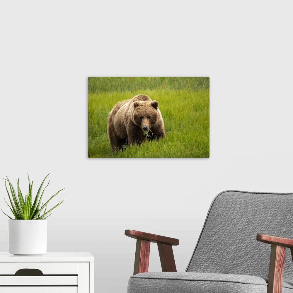 A modern room featuring Alaska, USA. Grizzly bear eating grass.