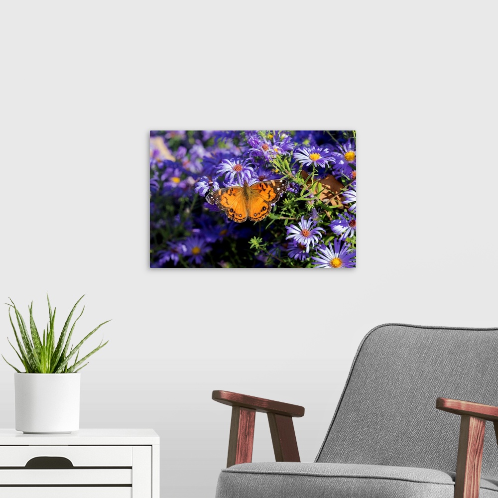 A modern room featuring American Lady (Vanessa virginiensis) on Frikart's Aster (Aster frikartii) Marion Co. IL