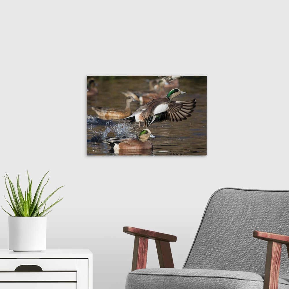 A modern room featuring American Wigeon Taking Flight.