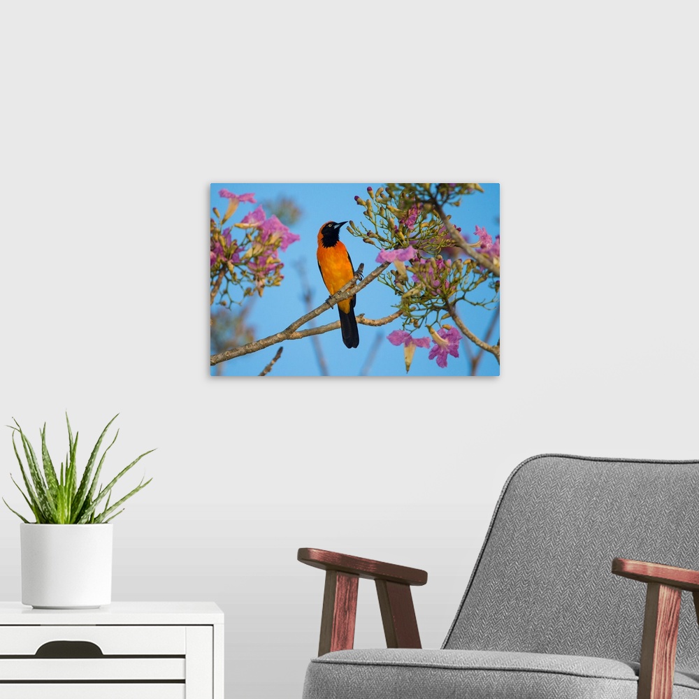 A modern room featuring South America. Brazil. An orange-backed troupial (Icterus croconotus) harvesting the blossoms of ...