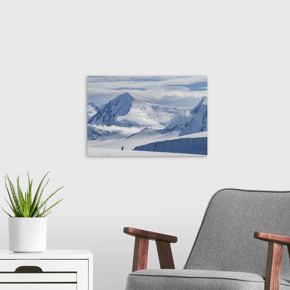 A modern room featuring Antarctic Peninsula, Antarctica, Damoy Point. Gentoo penguin, mountain landscape.