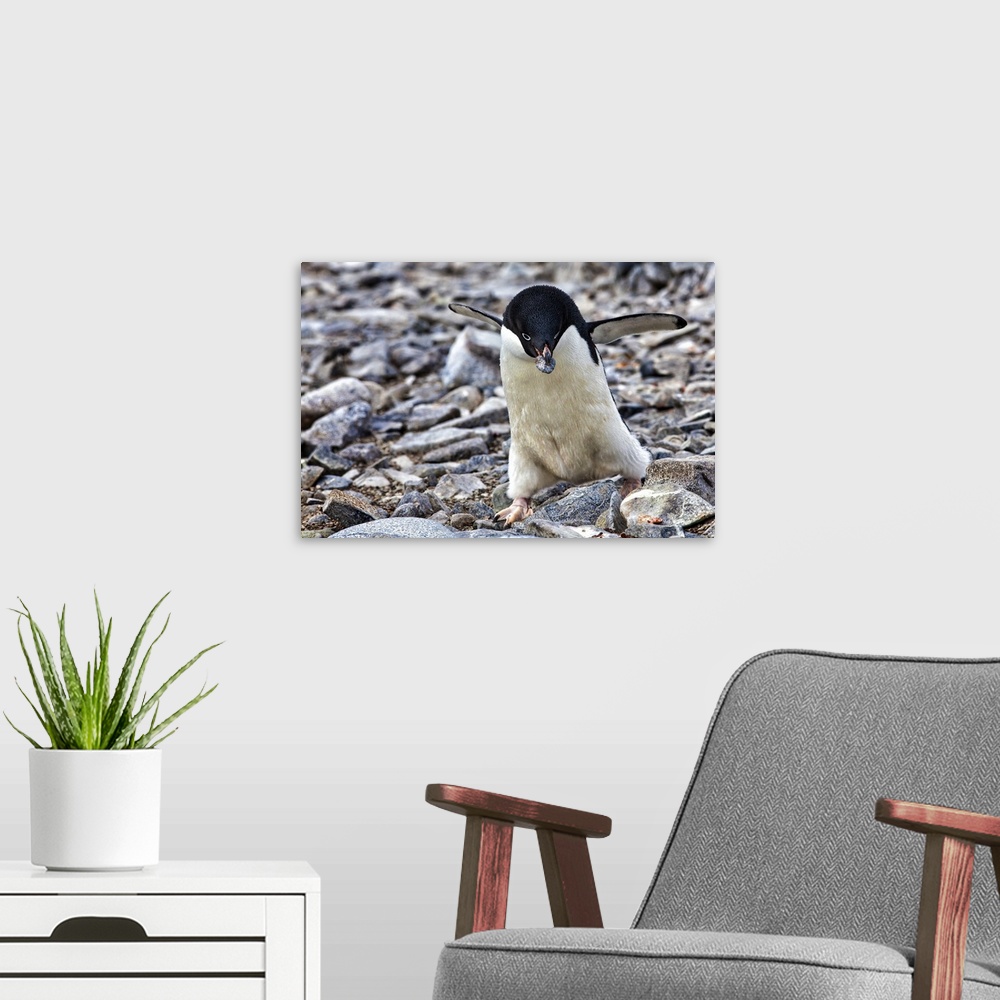A modern room featuring Antarctica. Adelie Penguin gathers a pebble for a nest.