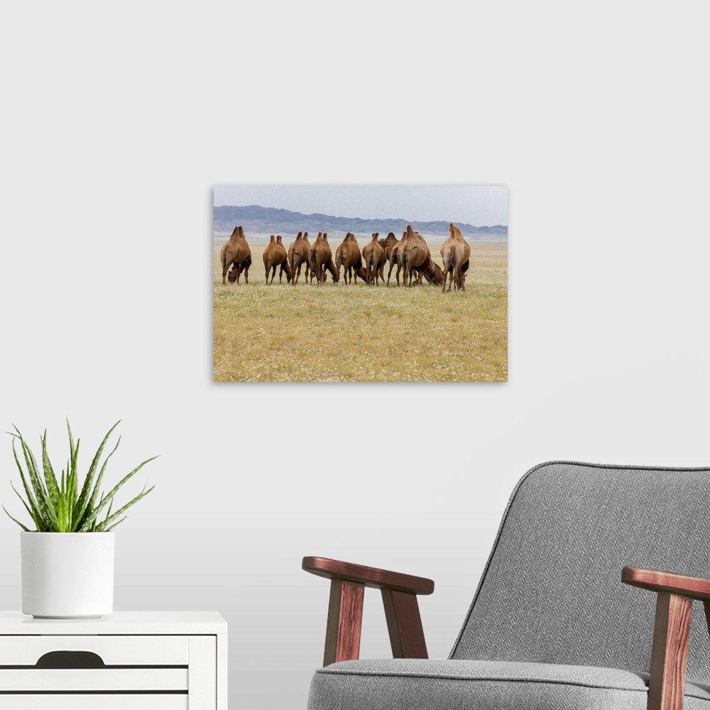 A modern room featuring Bactrian Camel Herd. Gobi Desert. Mongolia.
