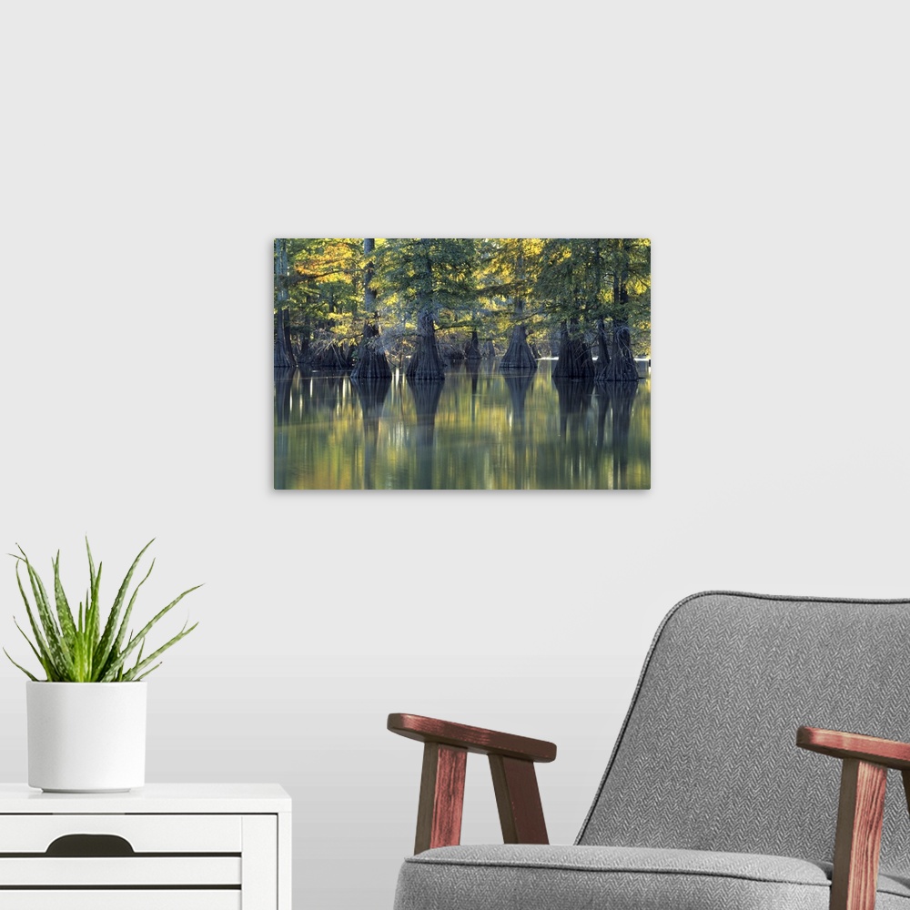 A modern room featuring Bald Cypress trees Horseshoe Lake