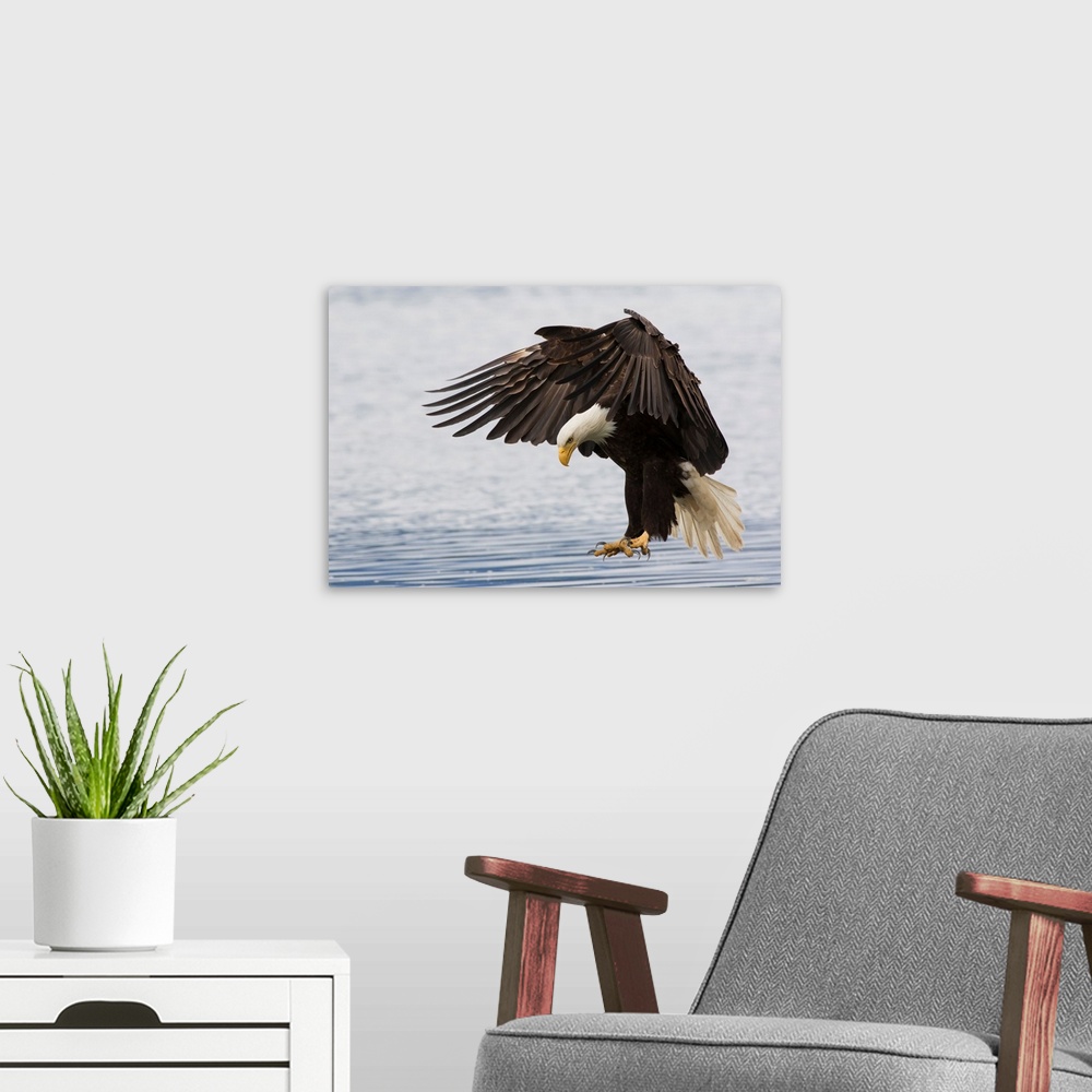 A modern room featuring Bald Eagle Alighting.