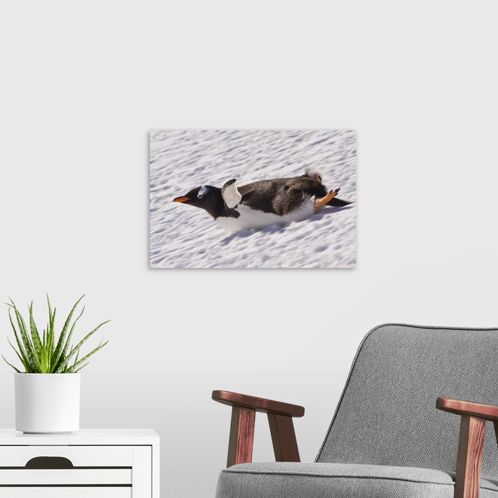 A modern room featuring Barrientos Island, Antarctica. Gentoo Penguin slides on its stomach. Digitally Altered.