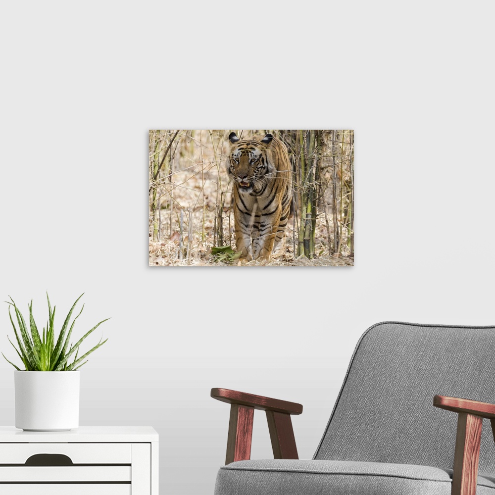 A modern room featuring India, Madhya Pradesh, Bandhavgarh National Park. A big male Bengal tiger emerges from the bamboo.