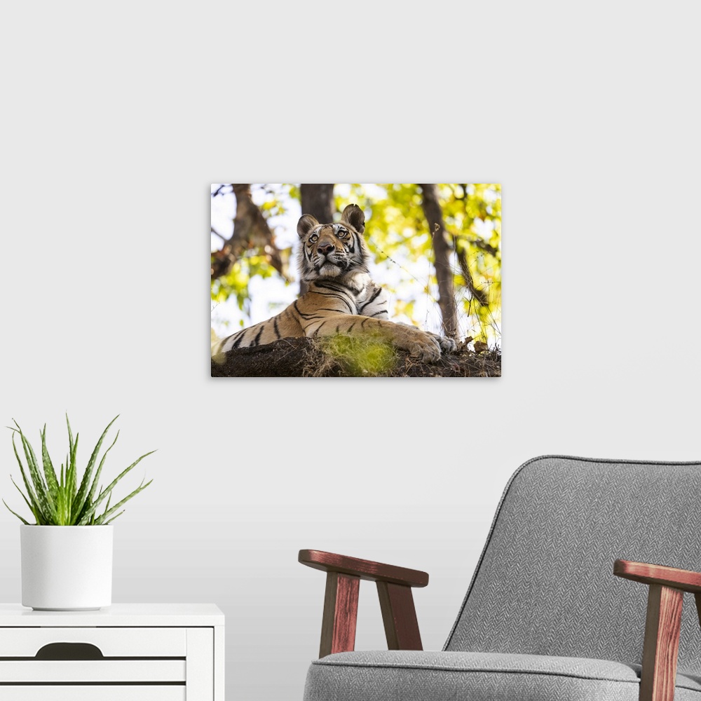 A modern room featuring India, Madhya Pradesh, Bandhavgarh National Park. A young Bengal tiger watching from its perch hi...