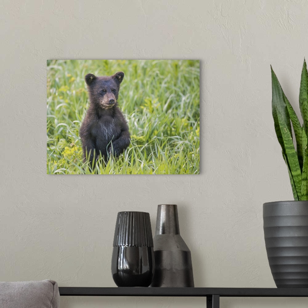 A modern room featuring Black bear cub in spring.