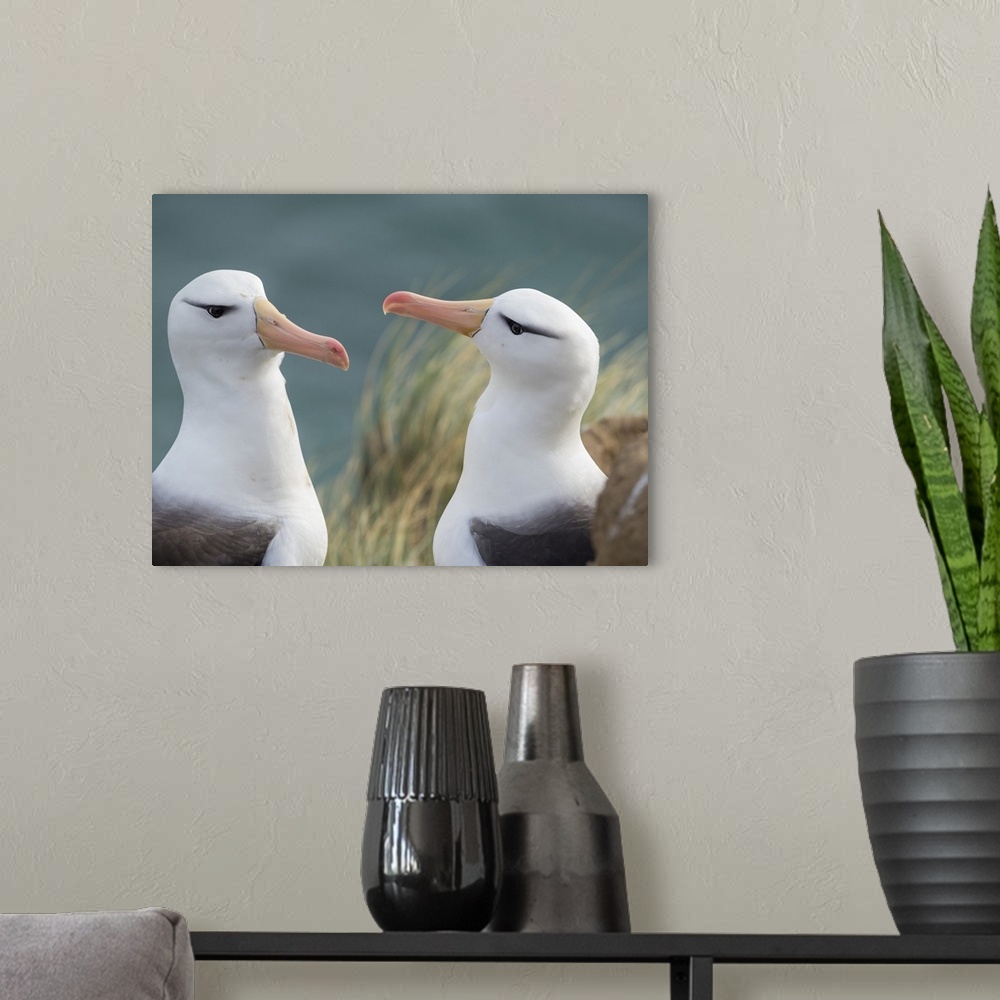 A modern room featuring Black-browed albatross, typical courtship and greeting behavior, Falkland Islands.