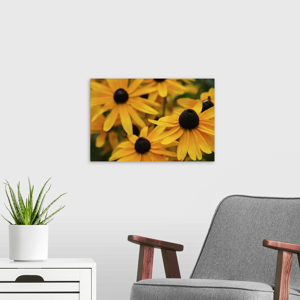 A modern room featuring Black-eyed Susan flowers