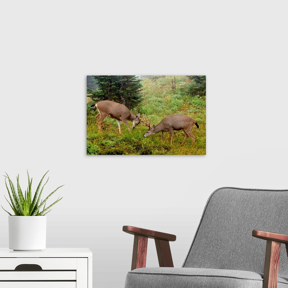 A modern room featuring Black-tail Deer Bucks Sparring