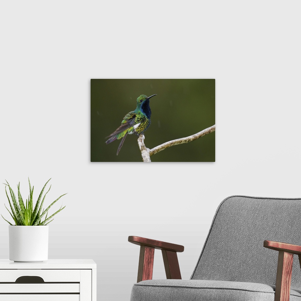 A modern room featuring Black-throated Mango Hummingbird