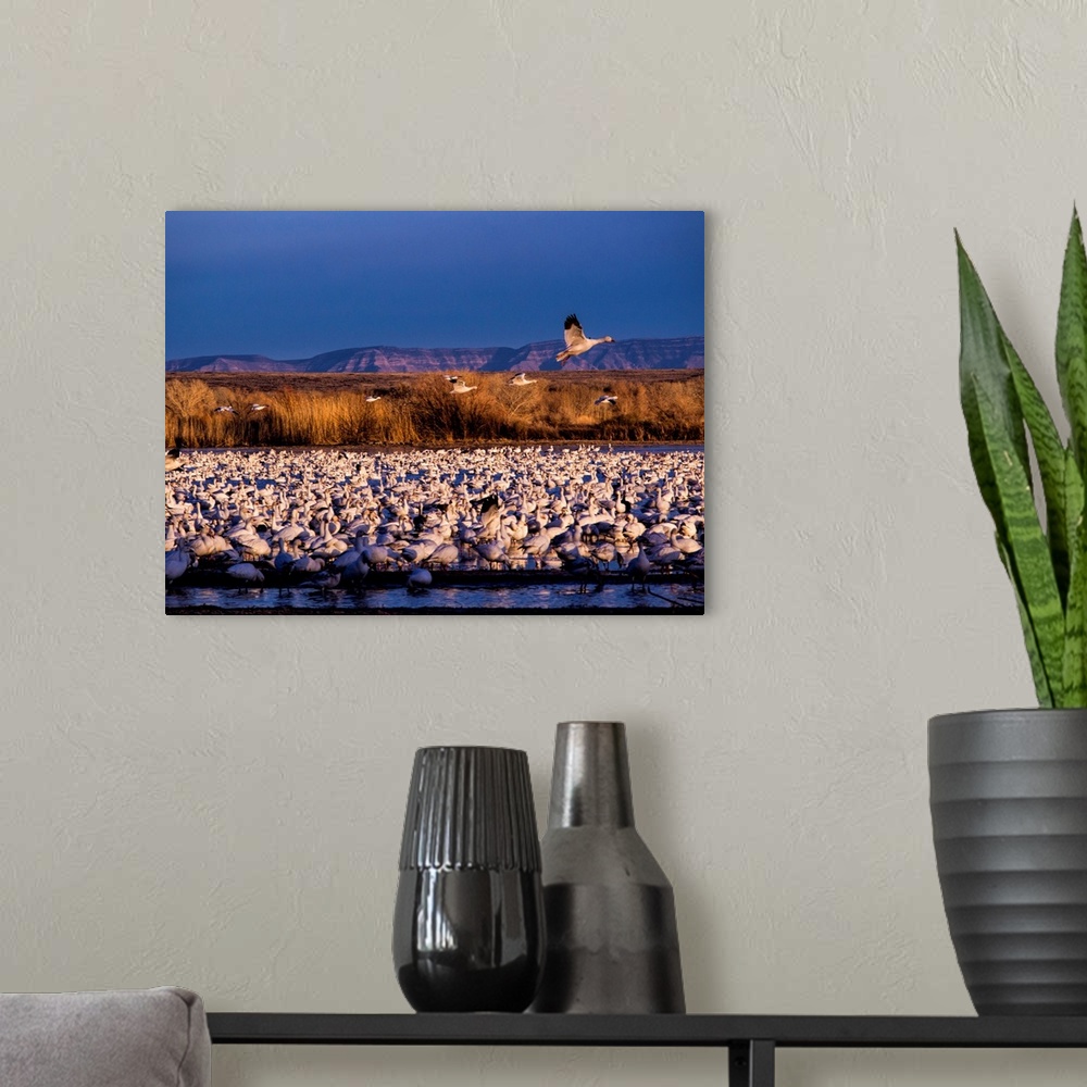 A modern room featuring North America, USA, New Mexico,  Bosque del Apache National Wildlife Refuge, Lesser Snow Geese (C...