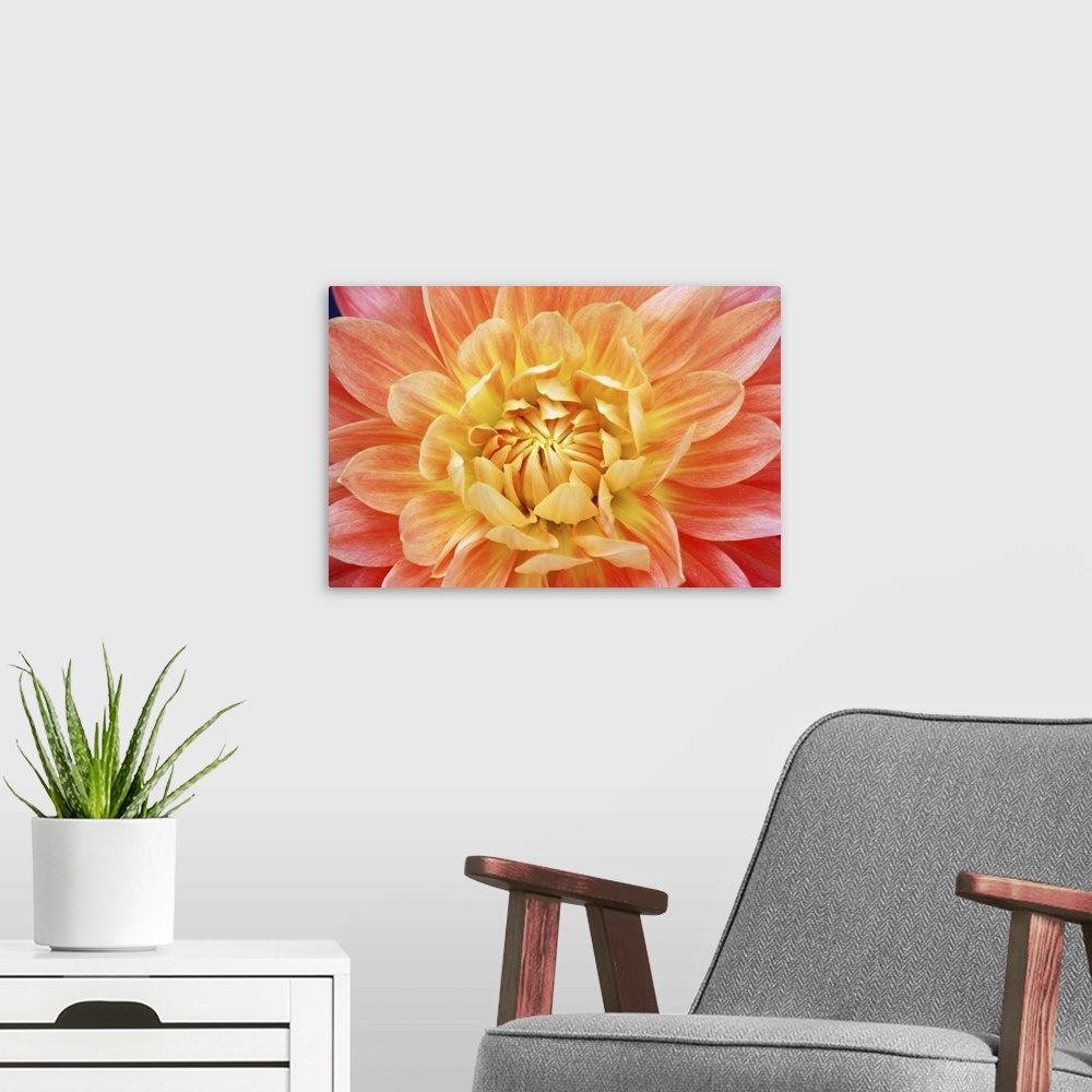 A modern room featuring Bright colorful flower at the Bloemenmarket