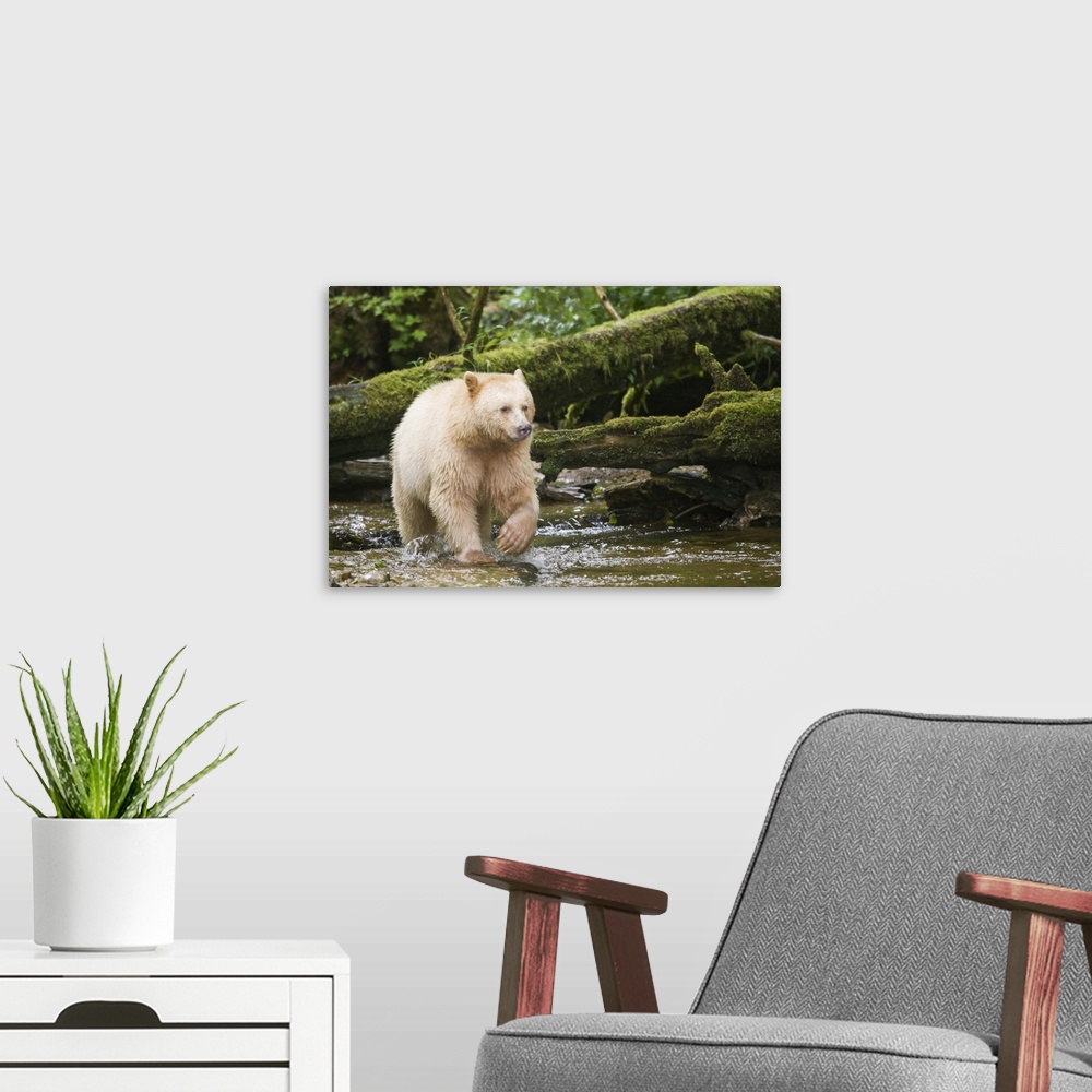A modern room featuring Canada, British Columbia, Princess Royal Island. Spirit Bear, a white variety of the black bear. ...