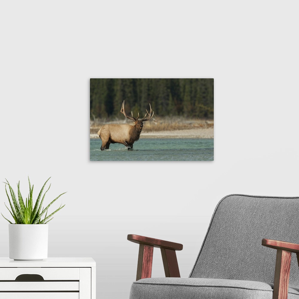 A modern room featuring Bull elk bugling. Nature, Fauna.