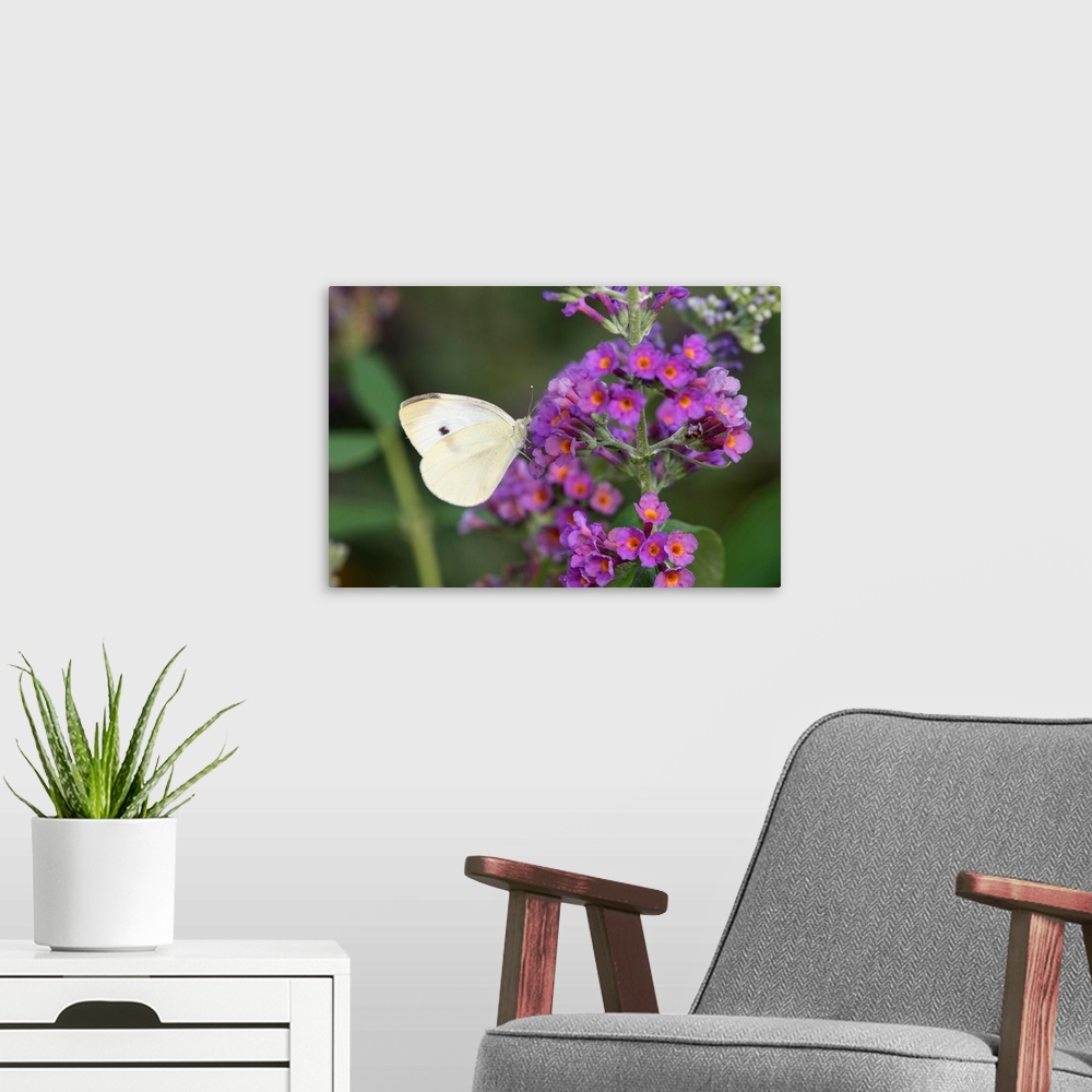 A modern room featuring Cabbage White (Pieris rapae) on Butterfly Bush (Buddleja davidii) Marion Co. IL